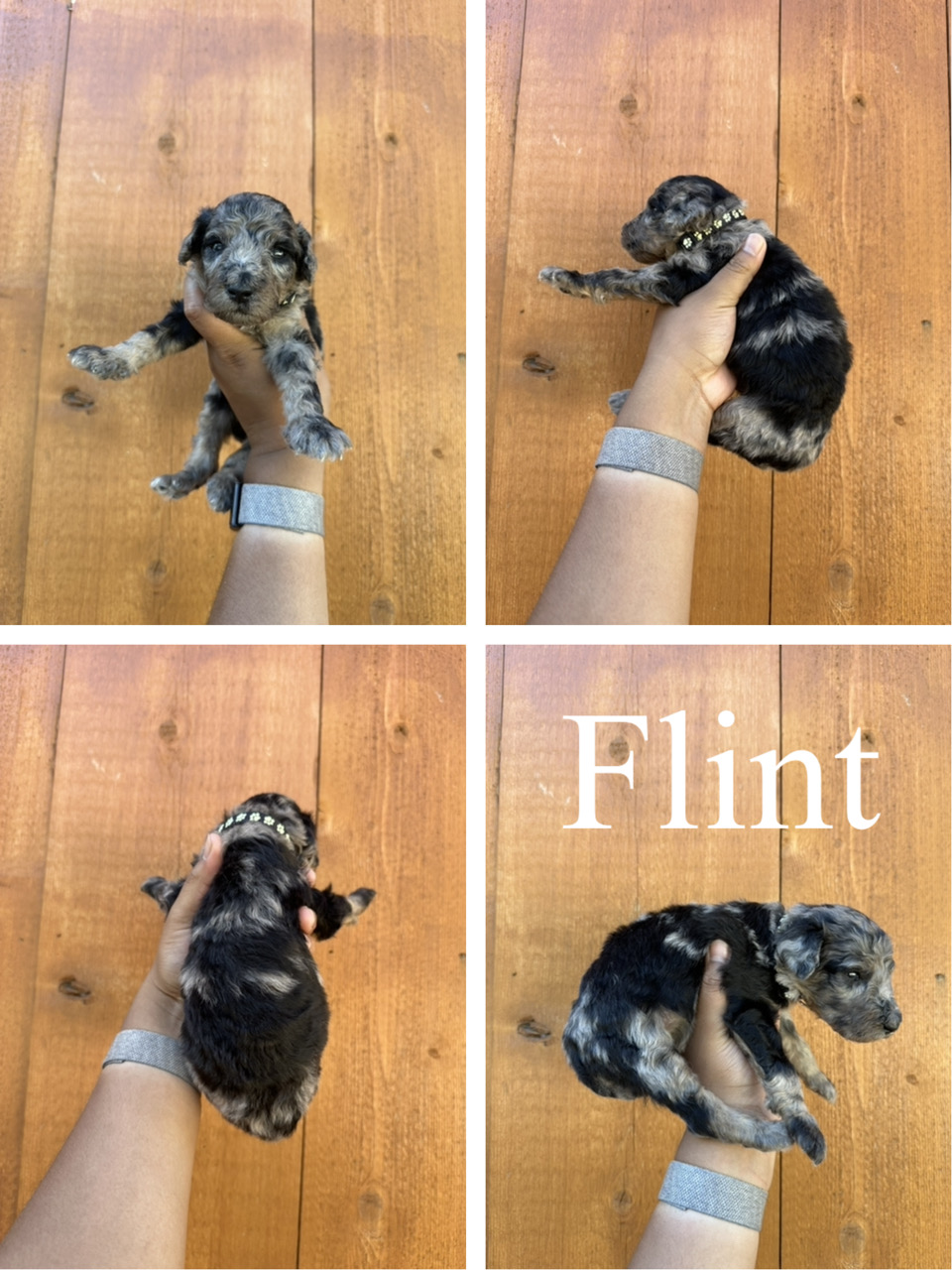 Flint (Black Collar) 2